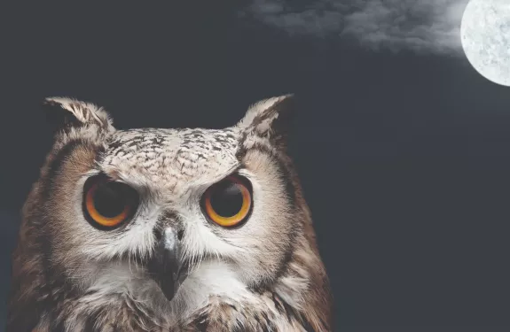 Owl seeing in the dark.