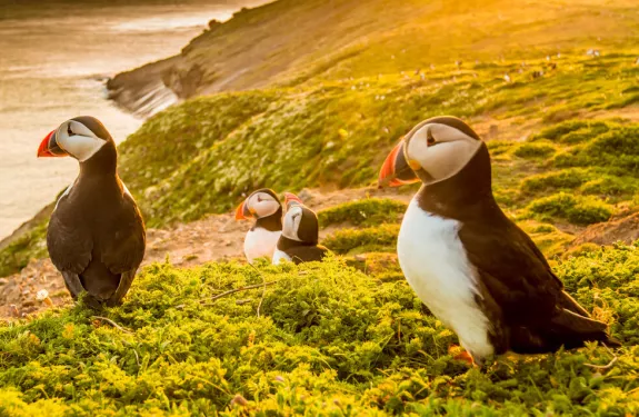 Puffins on Skomer Island