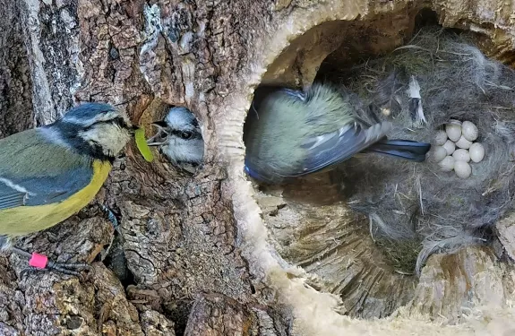 Blue Tits nest