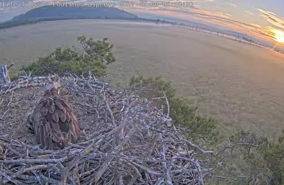 Osprey Cam