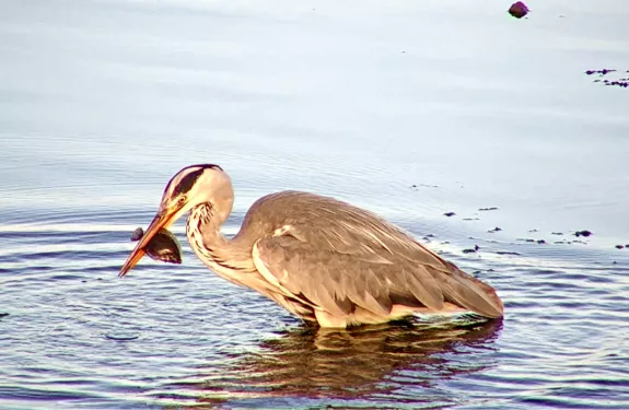 Bird at Birdlife Vestfold