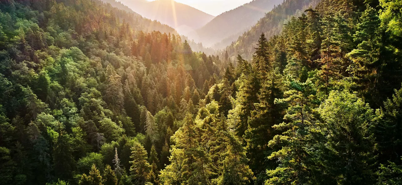 forest_valley_national_park_sunset