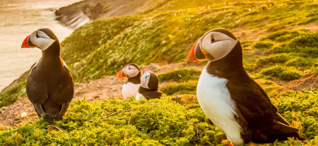 Puffins on Skomer Island