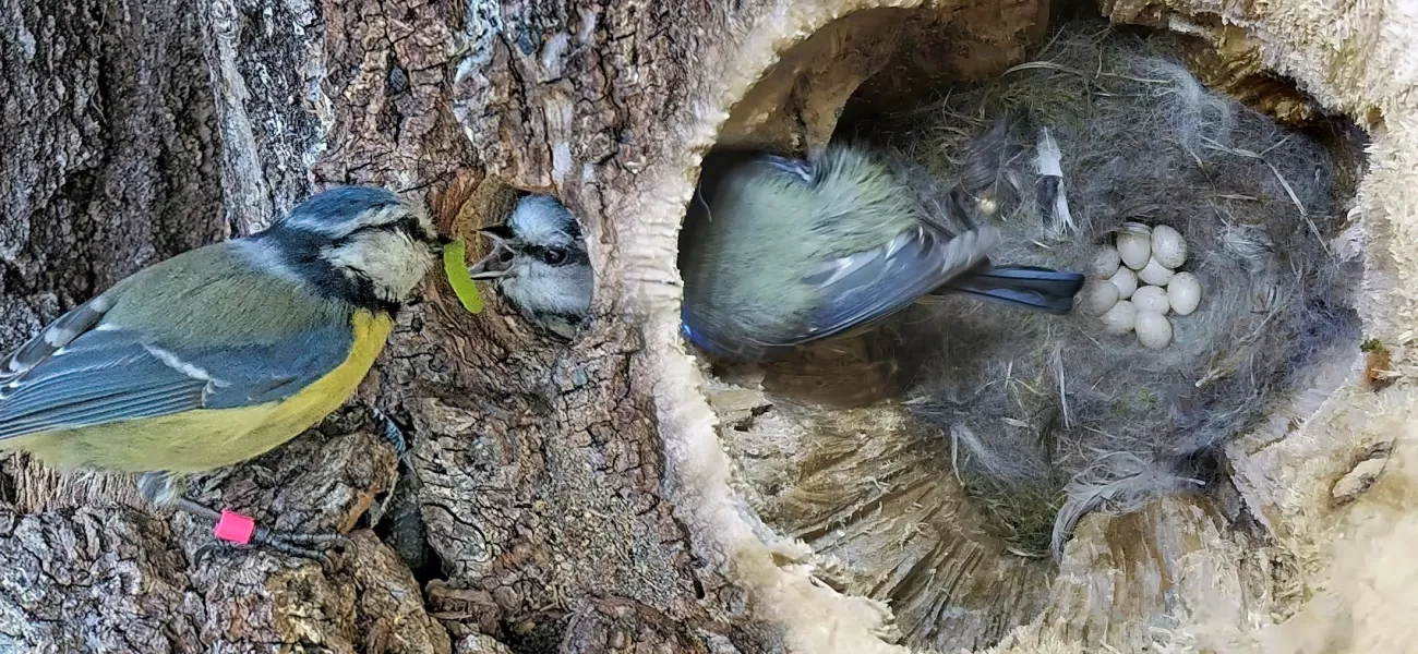 Blue Tits nest