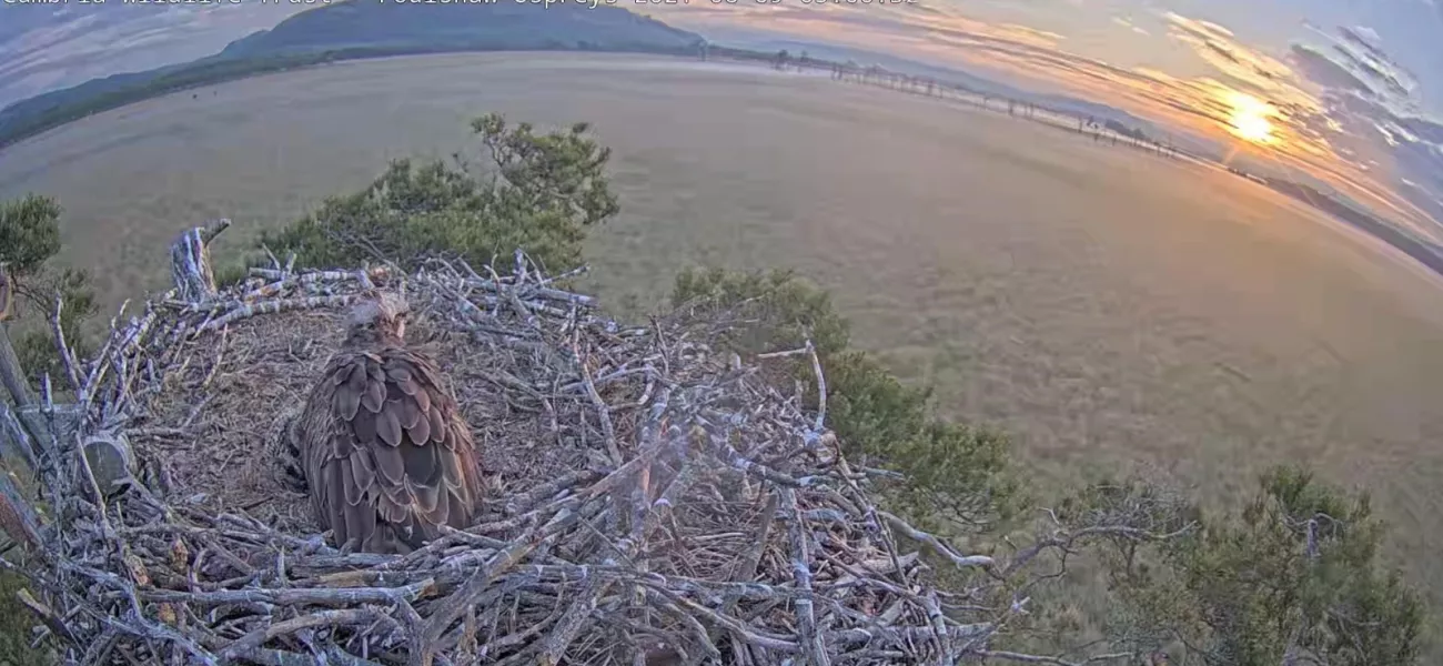 Osprey Cam
