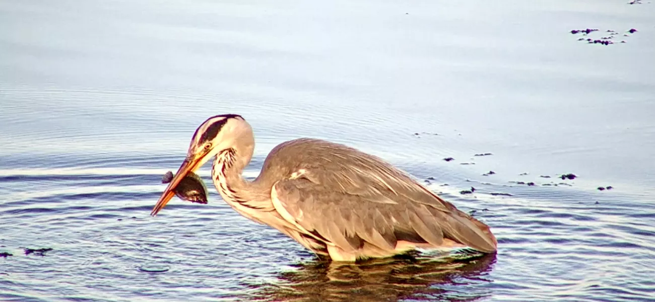 Bird at Birdlife Vestfold