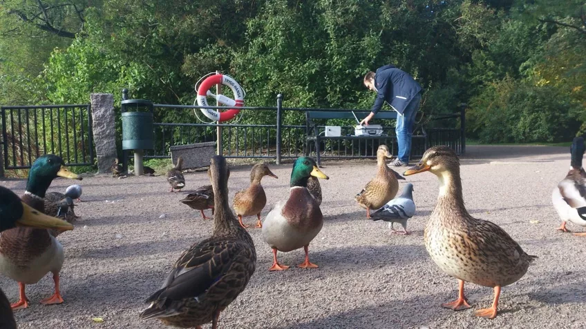 At one time, the team went to a nearby park to test the radar on smaller animals, in this case ducks. 