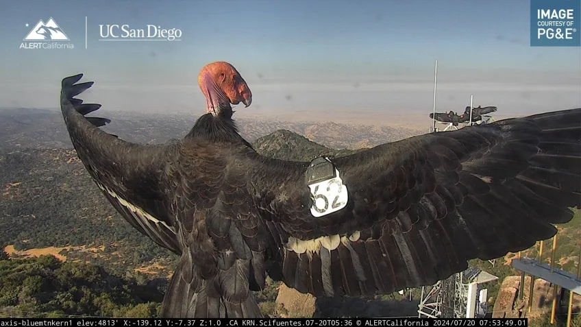 A vulture in front of a camera causing a false alarm that a forest fire might be starting